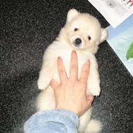 پامر خرسی عروسکی