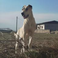 واگذار توله شیش ماهه پدری بولی کوتا مادری پژدر بانصل فیلم