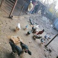 اردک اسراییلی ارگانیک