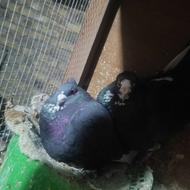 جفت پلنگ کلایی