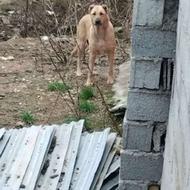 سگ سرابی 2 ساله واگذار