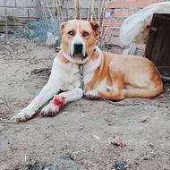 سگ نر نوباز یک ساله