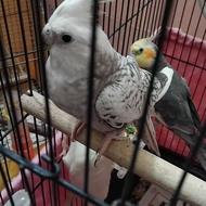 عروس هلندی ماده،سالم ،،زیر نظر دکتر غلامی،دکترحیوانات