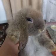 خرگوش لپی خوشکل