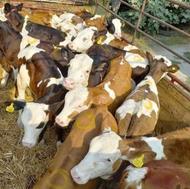 گوساله اصیل سیمینتال درجه یک