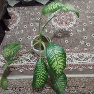 گل دیفن باخیا