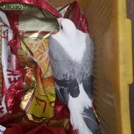 کبوتر ماده دوکت پلاکی