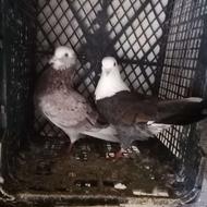 سینه سیاه هوایی