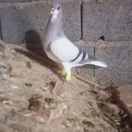 کفتر کفتربازی