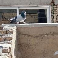 دمگیر خرقهه