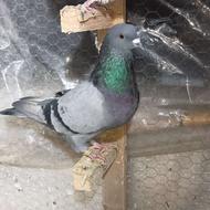 کبوتر پرشی به شرط