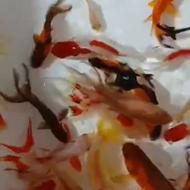 انواع ماهی گلفیش شب عید