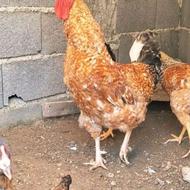 دو عدد خروس محلی