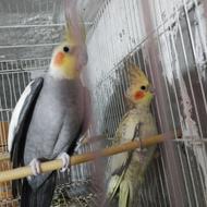 جفت طوطی عروس