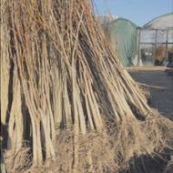 نهال انجیر استهبان