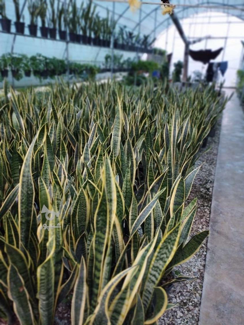 فروش ، گل اپارتمانی