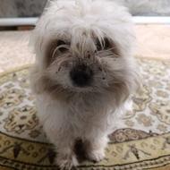 سگ شیتزو خانگی