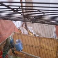 مرغ عشق دارم سالم