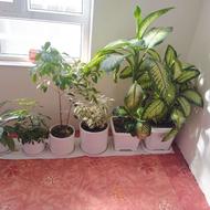 گل های طبیعی خانگی