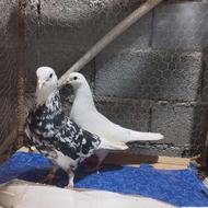 کبوترساعتی پرشی