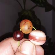 مونجوق قدمتدار که نور رو از خود ردمیکنه