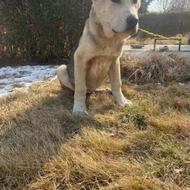 توله الابای اصیل