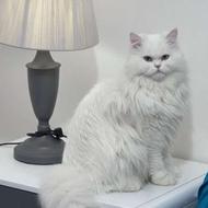 گربه پرشین نر سفید