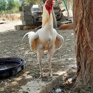 خروس لاری 2ساله