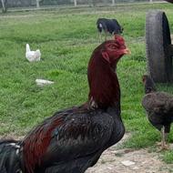 تخم مرغ نطفه دار