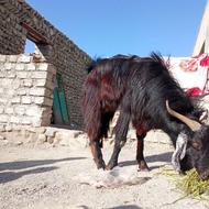 گوسفند نر حیکلی معاوضه با احسان شکاری