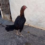 مرغ لاری افغان نسل قهرمان