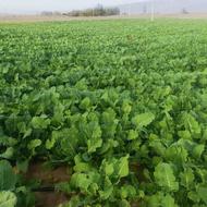 سبزی شوید گشنیز کلم قمری کاهو