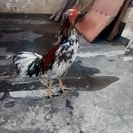 خروس لاری اصیل افغان