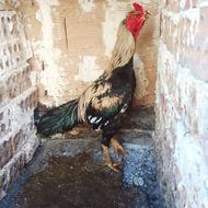 جوجه خروس لاری افغان 9 ماهه