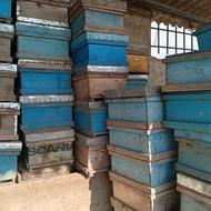 کندو سالم دسته دوم