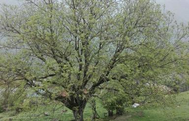 ویلا در منطقه ی کوهستانی طویر با چشم اندازی زیبا