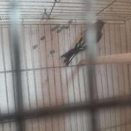 سهره نر مست شلاقی