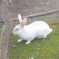 خرگوش نر چشم قرمز