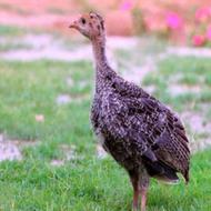 جوجه بوقلمون 4ماهه