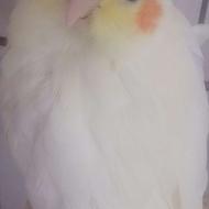 عروس هلندی جفت چشم شرابی نر سخنگو