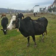 گاو ابستن سنگین کولدار