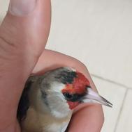 سهره دورگ عطیقه