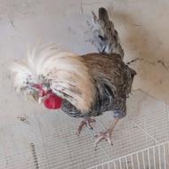خروس لهستانی کاکل سفید