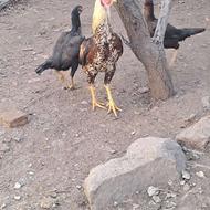 فروش تخم مرغ لاری نطفه دار تزمینی