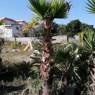 پالم واشنگتن