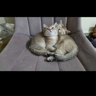 حمایت از حیوانات