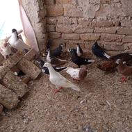 15کبوتر پرشی