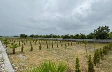 زمین دارای درختان مثمر مناسب سرمایه گذاری