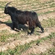 دوتا بزغاله نر