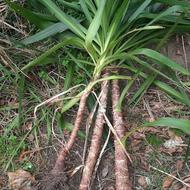 فروش گیاه یوکا